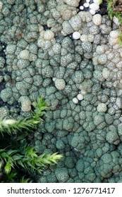 Attēlu rezultāti vaicājumam “Hypocrea gelatinosa”