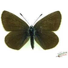 Attēlu rezultāti vaicājumam “Cyaniris semiargus underside”