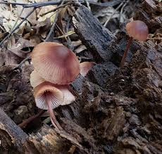 Attēlu rezultāti vaicājumam “Mycena haematopus”