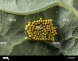 Attēlu rezultāti vaicājumam “Pieris brassicae underside”