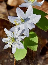 Attēlu rezultāti vaicājumam “Isopyrum thalictroides fruit”