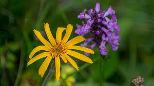 Image result for Arnika