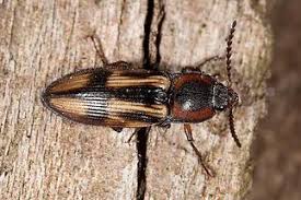 Attēlu rezultāti vaicājumam “Selatosomus cruciatus”