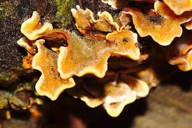 Attēlu rezultāti vaicājumam “Stereum hirsutum”