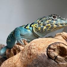 Attēlu rezultāti vaicājumam “Polypogon tentacularius male”