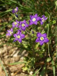 Image result for Legousia speculum-veneris