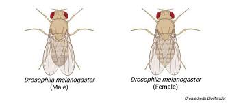 Attēlu rezultāti vaicājumam “Drosophila melanogaster”