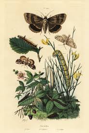 Attēlu rezultāti vaicājumam “Thyatira batis larva”