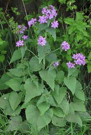 Image result for Lunaria annua