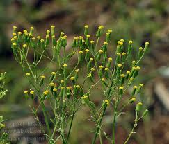 Attēlu rezultāti vaicājumam “Senecio viscosus”