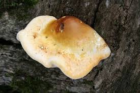 Attēlu rezultāti vaicājumam “Buglossoporus quercinus”