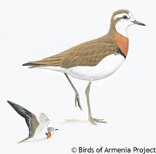 Image result for Charadrius asiaticus