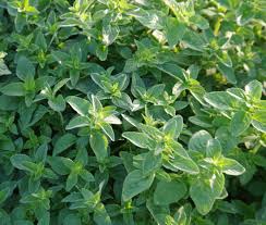 Image result for Origanum vulgare
