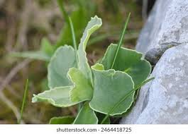 Attēlu rezultāti vaicājumam “Primula farinosa leaf”