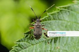 Attēlu rezultāti vaicājumam “Closterotomus biclavatus imago”