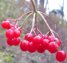 Attēlu rezultāti vaicājumam “Viburnum opulus fruit”