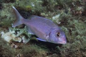 Image result for Diplodus lineatus