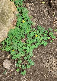 Attēlu rezultāti vaicājumam “Oxalis corniculata”