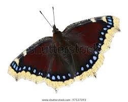 Attēlu rezultāti vaicājumam “Nymphalis xanthomelas pupa”