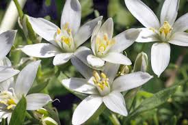 Attēlu rezultāti vaicājumam “Ornithogalum umbellatum flower”
