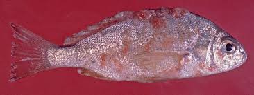 Image result for Leiostomus xanthurus