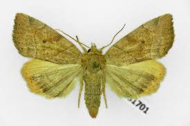 Attēlu rezultāti vaicājumam “Cosmia trapezina”