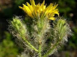 Attēlu rezultāti vaicājumam “Hieracium murorum flower”