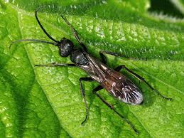 Attēlu rezultāti vaicājumam “Pompilidae”