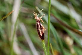 Attēlu rezultāti vaicājumam “Eleocharis quinqueflora”
