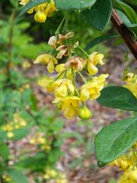 Attēlu rezultāti vaicājumam “Berberis vulgaris flower”