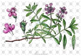 Attēlu rezultāti vaicājumam “Thymus pulegioides fruit”