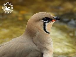 Image result for Glareola pratincola