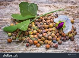 Attēlu rezultāti vaicājumam “Pisum sativum fruit”