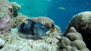 Image result for Parupeneus trifasciatus