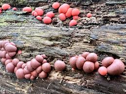 Attēlu rezultāti vaicājumam “Lycogala sp.”