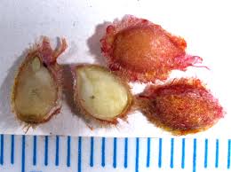 Attēlu rezultāti vaicājumam “Salix pentandra fruit”