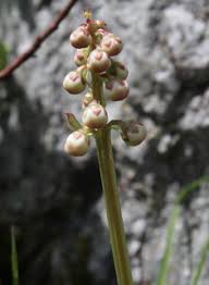 Attēlu rezultāti vaicājumam “Pyrola minor bud”