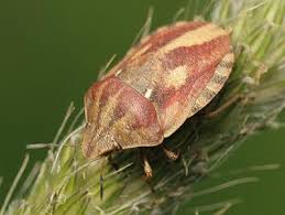 Attēlu rezultāti vaicājumam “Eurygaster testudinaria”