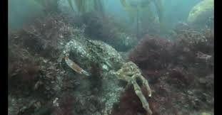 Image result for Lincoln & District BSAC 0109