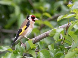 Attēlu rezultāti vaicājumam “Carduelis carduelis adult”