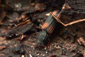 Attēlu rezultāti vaicājumam “Bitoma crenata”