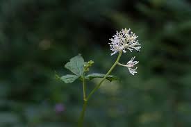 Attēlu rezultāti vaicājumam “Actaea spicata flower”