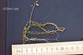 Attēlu rezultāti vaicājumam “Utricularia minor”