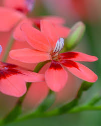 Attēlu rezultāti vaicājumam “Lophozia laxa”