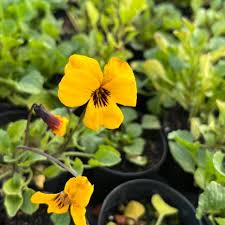 Attēlu rezultāti vaicājumam “Siphoptychium violaceum young”