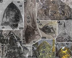 Attēlu rezultāti vaicājumam “Lycogala convexum sessile”