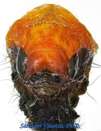 Attēlu rezultāti vaicājumam “Scardia boletella pupa”