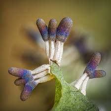 Attēlu rezultāti vaicājumam “Craterium minutum young”