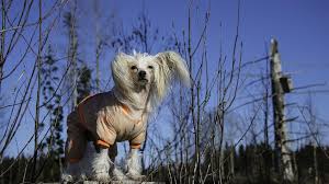 Image result for Co de Crista Chins