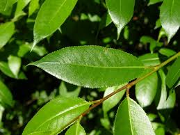 Attēlu rezultāti vaicājumam “Salix pentandra leaf”